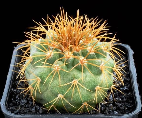 Copiapoa_desertorum